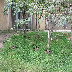 Africa-White-faced Whistling Ducks