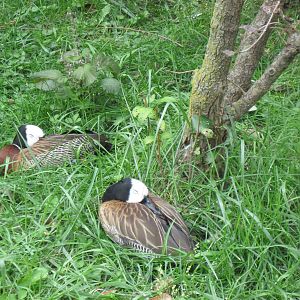 Africa-White-faced Whistling Ducks