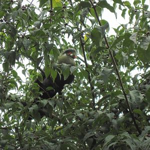 Africa-White-cheeked Turaco