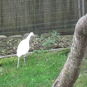 Africa-Cattle Egret