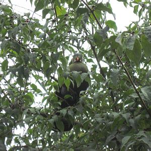 Africa-White-cheeked Turaco