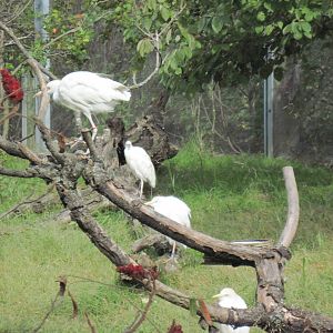 Africa-Cattle Egrets