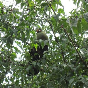 Africa-White-cheeked Turaco