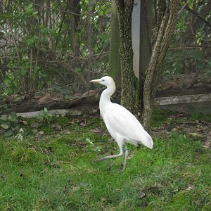 Africa-Cattle Egret
