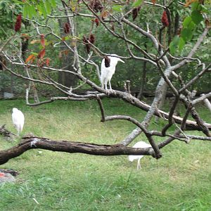 Africa-Cattle Egrets