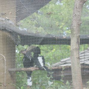 Africa-Silvery-cheeked Hornbill