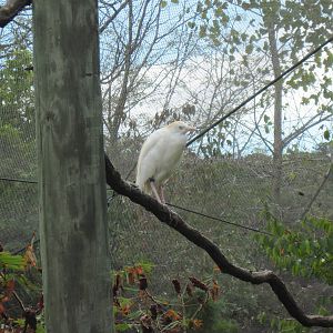 Africa-Cattle Egret