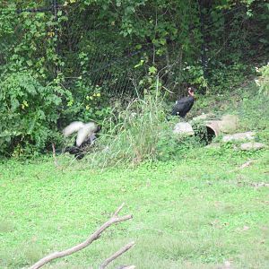 Africa-Southern Gorund Hornbill