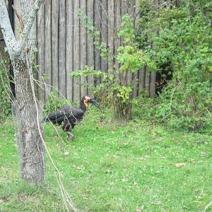 Africa-Southern Gorund Hornbill