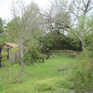 Africa-Southern Gorund Hornbill Exhibit