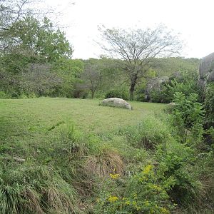 Africa-African Lion Exhibit