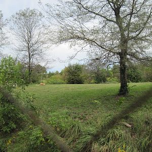 Africa-African Lion Exhibit
