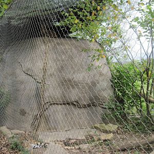 Africa-Serval Exhibit