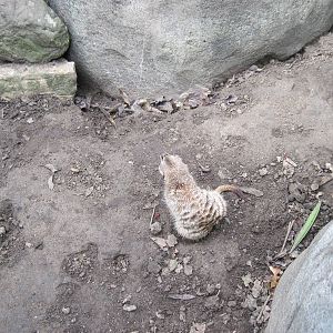 Africa-Meerkat
