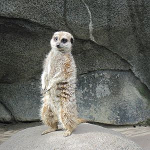 Africa-Meerkat
