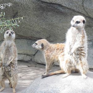 Africa-Meerkats