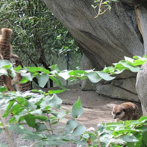 Africa-Meerkats