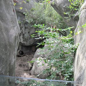 Africa-Meerkat Exhibit