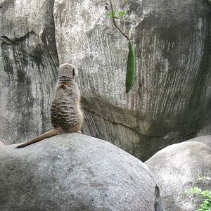 Africa-Meerkat