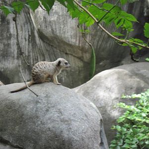Africa-Meerkat