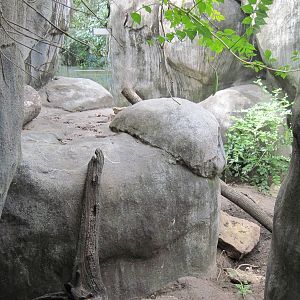 Africa-Meerkat Exhibit
