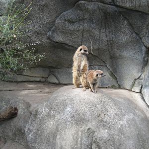 Africa-Meerkats