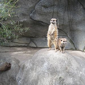 Africa-Meerkats