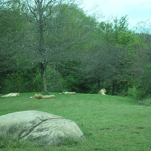 Africa-African Lions