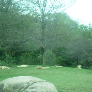 Africa-African Lions