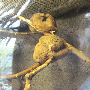 Africa-Greater Galagos