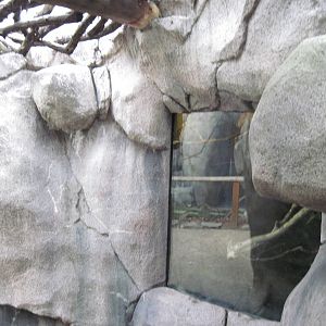 Africa-Greater Galago Exhibit