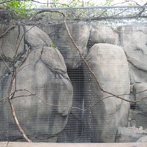Africa-Masked Lovebird/Rock Hyrax Exhibit