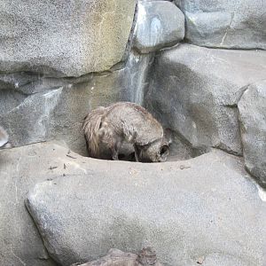 Africa-Bat-eared Foxes