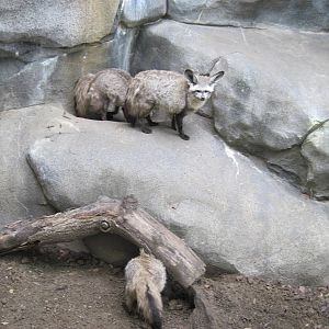 Africa-Bat-eared Foxes