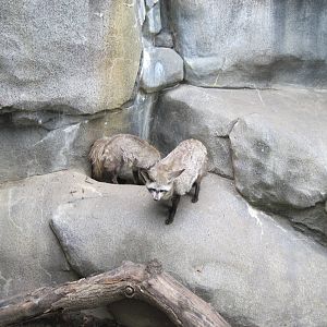 Africa-Bat-eared Foxes