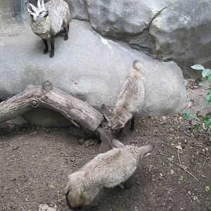 Africa-Bat-eared Foxes