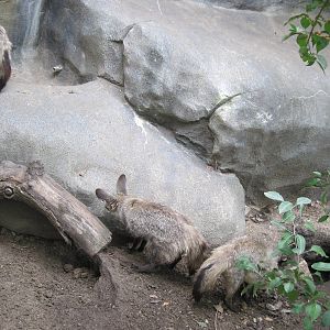 Africa-Bat-eared Foxes