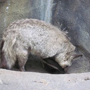 Africa-Bat-eared Fox