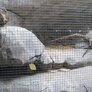 Africa-Black-footed Cat Exhibit