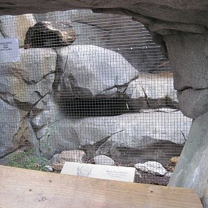 Africa-Black-footed Cat Exhibit