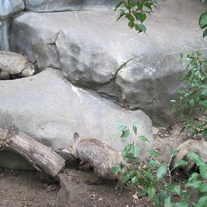 Africa-Bat-eared Foxes