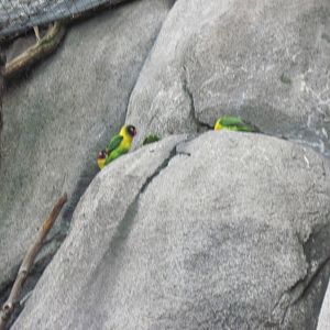 Africa-Maked Lovebirds