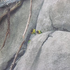 Africa-Maked Lovebirds