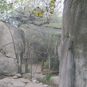 Africa-Masked Lovebird/Rock Hyrax Exhibit