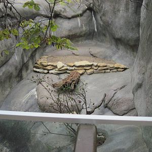 Africa-Black-throated Monitor Exhibit