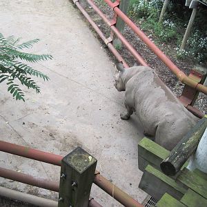 Africa-Black Rhinoceros