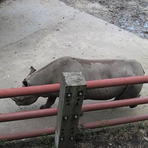 Africa-Black Rhinoceros