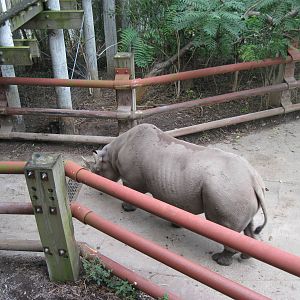 Africa-Black Rhinoceros