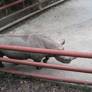 Africa-Black Rhinoceros