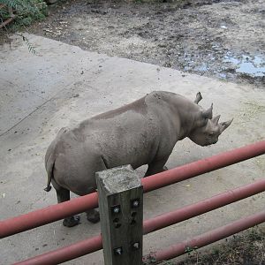 Africa-Black Rhinoceros
